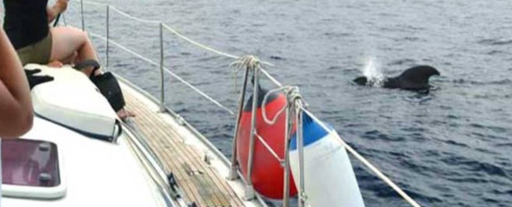 Kosamui Sailing Yacht Tenerife